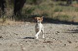 PARSON RUSSEL TERRIER 056